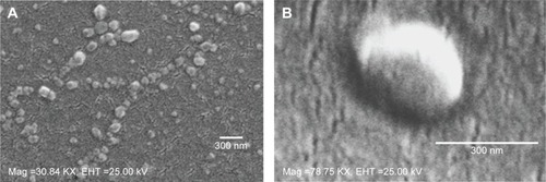 Figure 4 SEM images.Notes: SEM images of NPs (A) 0.15 iv ester terminated PLGA NPs at magnification of 30.84 KX at EHT (extra high tension) 25 kV; (B) antibody modified 0.15 iv ester terminated PLGA NPs at magnification of 78.75 KX at EHT 25 kV.Abbreviations: SEM, scanning electron microscopy; NPs, nanoparticles; PLGA, poly(d, l-lactide co-glycolide); iv, inherent viscosity; Mag, magnification.