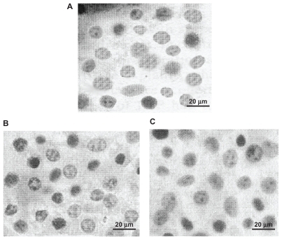 Figure 5 Images of Chondrocytes after 3 days cell culture on polyurethane (A) PUA1, (B) PUA2, (C) PUA3 (magnification ×200).