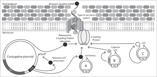 Figure 1. Mechanisms of conjugative mobilization in Staphylococci. The conjugative plasmid encodes all genes required for formation of the mating pore, as well as the coupling protein, DNA relaxase and an oriT. Mobilizable plasmids can exploit the conjugative-plasmid mating pore by either: (A) encoding a mimic sequence of the conjugative-plasmid oriT; (B) encoding a distinct relaxase (Mob) compatible with the conjugative plasmids coupling protein and its own cognate oriT or; (C) by carrying a replicative relaxase (Rep) compatible with the conjugative-plasmid coupling protein.