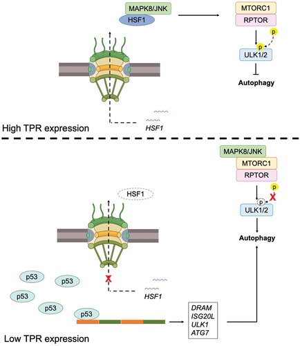 Figure 3. The role of TPR in autophagy. TPR overexpression prevents autophagy induction (above), and its depletion responsible for autophagy induction (below).