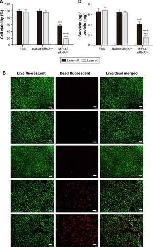 Figure 4 (A) Proliferation inhibition assay of M-PLL/siRNASur nanoparticles on 4T1 cells with or without NIR irradiation (n=6, mean±SD). (B) Representative cytotoxicity image of 4T1 cells incubated with PBS (a), naked siRNASur (b), M-PLL/siRNAN.C. (c), M-PLL/siRNASur (d) or M-PLL/siRNASur+NIR (e) by using calcein-AM (green, live cells) and propidium iodide (red, dead cells) staining method. Scale bar is 100 μm, magnification ×40. (C) Quantitatively apoptotic analysis of cells treated with different formulations by using Annexin V-FITC/PI staining assay. (D) Survivin protein levels in 4T1 cells after different treatment by ELISA method. Data were presented as nanogram of surviving protein per milligram of protein (n=3, mean±SD). **,aP<0.01 by comparing M-PLL/siRNASur (Laser off) with PBS and naked siRNASur, ***,bP<0.001 by comparing M-PLL/siRNASur (Laser on) with PBS and naked siRNASur and **,cP<0.01 by comparing M-PLL/siRNASur (Laser on) with M-PLL/siRNASur (Laser off).Abbreviations: M-PLL, melanin-poly-L-lysine; NIR, near infrared; siRNA, small interference RNA; PBS, phosphate-buffered solution; siRNAN.C., siRNA of nonsense sequences; siRNASur, survivin-targeted siRNA; ELISA, enzyme-linked immunosorbent assay; PI, propidium iodide.