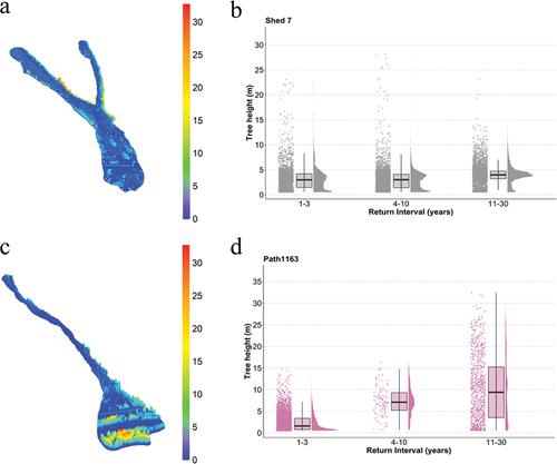 Figure 8. (a,c) Lidar-derived heights of vegetation and (b,d) raincloud plots (b,d) of tree height (m) for return intervals for (a,b) Shed 7 and (c, d) Path 1163. Raincloud plots show the individual return intervals (years) and associated tree height for each tree (points on left), box plots (center) showing the median (black horizontal line) and interquartile ranges for heights for each return interval bin, and the distribution of tree heights for each bin (shaded distribution on right). All pairwise comparisons of return intervals are significantly different in both Shed 7 and Path 1163.