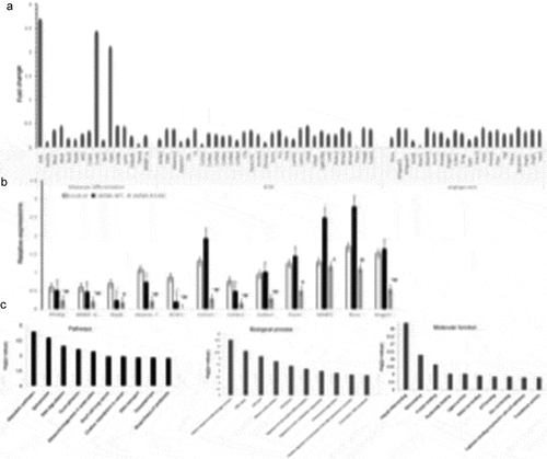 Figure 6. The transcriptome and gene expressions in adipocytes overexpressing LMNA R133L.