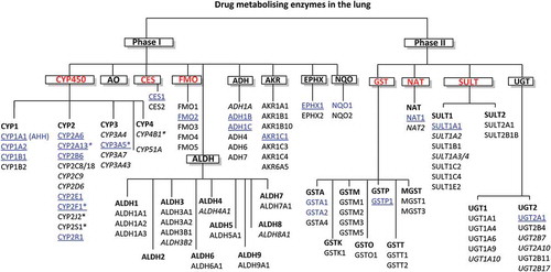 Figure 1. Xenobiotic metabolizing enzymes expressed in human lungs. The most relevant enzymes based on expression/activity super(families) are highlighted in red with isoforms in blue. Enzymes expressed selectively in the lungs compared to other organs are asterisked, the enzymes that are most well established to be important to drug metabolism in the lung are underlined, italicized enzymes indicate that there is conflicting evidence for functional expression. CYP (Cytochromes P450), AHH (Aryl hydrocarbon hydroxylase), CES (Carboxyl esterase), FMO (Flavin-dependent monooxygenase), ADH (Alcohol dehydrogenase), ALDH (Aldehyde dehydrogenase), NQO (NAD(P)H quinone oxidoreductase), AKR (Aldo-keto reductase), EPHX (Epoxide hydrolase), GST (Glutathione-S-transferase), NAT (N-Acetyl transferase), SULT (Sulfotransferase) and UGT (UDP-glucuronosyl transferase)