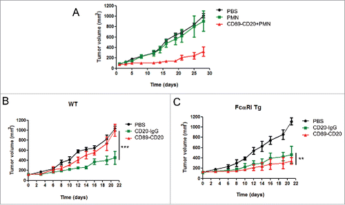 Figure 5. Xenograft models of the bispecific antibody in tumor-bearing mice. (A) Effect of the CD89-CD20 bispecific antibody on the growth of Raji Burkitt's lymphoma in SCID mice. (B) WT and (C) FcαRI Tg mice; 1 × 106 LLC-CD20 cells were mixed in solubilized basement membrane matrix and injected subcutaneously into female mice (n = 6–8/group). Antibodies were administered by i.v. injection on days 0, 4, and 8. Animals were monitored for tumor growth. Tumor volumes are plotted as the mean ± standard error. *CD89-CD20 group versus CD20-IgG group. **P < 0.01; ***P < 0.001 by two-way ANOVA.