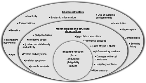 Figure 1 Overview of etiological factors, morphological and structural abnormalities and impaired skeletal muscle function in chronic obstructive pulmonary disease.