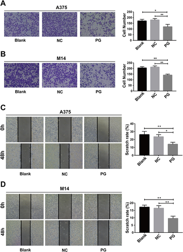 Figure 1 Progerin inhibits the migration ability of A375 cells and M14 cells. (A and B) Transwell assay was used to detect the migration ability of A375 cell group and M14 cell group, and the cell magnification was 200×. (C and D) Migration ability of A375 cell group and M14 cell group was evaluated by wound scratch assay, cell magnification 40×. Data are expressed as mean ± SD of three independent experiments. *P<0.05, **P <0.01.