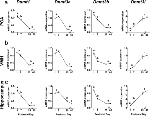 Figure 2. Canonical Dnmt gene expression is highest during neonatal life, whereas expression of the co-activator Dnmt3l increases during postnatal life. Dnmt1, Dnmt3a, Dnmt3b and Dnmt3l mRNA expression at postnatal days 1, 7, 25 and 60 in a) the preoptic area of the hypothalamus (POA); b) the ventromedial nucleus of the hypothalamus (VMH); and c) the hippocampus. The expression of Dnmt1 and Dnmt3b was highest on P1, then dropped to lower levels by P7, whereas expression of Dnmt3a remained elevated throughout the first postnatal week in all brain regions examined. Expression of Dnmt3l increased 6- to 10-fold between postnatal days 1 and 60 in all brain regions. Different letters indicate significant differences. Data are mean ± SEM. N = 19–20 mice per age.