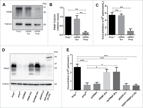 Figure 2. Modulation of PRNP expression affects exosomal release. (A) Western blot analysis of PRNP protein expression in cell extracts isolated from Prnp+/+ astrocytes transfected with scrambled (Scr) or PRNP-specific siRNAs. TUB1A1 was used as a loading control. (B) Histogram shows densitometry analysis of PRNP expression relative to TUB1A1 expression. (C) NTA measurements of exosome concentration in the CM of Prnp+/+ astrocytes transfected with scrambled (Scr) or Prnp-specific siRNAs. (D) Western blot analysis of PRNP protein expression in cell extracts isolated from Prnp+/+ and prnp0/0 astrocytes transfected with full-length and truncation mutants of PRNP. pCDNA3 (empty vector control), PRNP-3F4 (full-length PRNP), *N-PRNP-3F4 (membrane localized, but internalization impaired), pEGFP-C1 (empty vector control), EGFP-PRNP(Δ1–22) (lacks membrane localization signal).TUB1A1 was used as a loading control. (E) NTA of exosome concentration in the CM of Prnp+/+ and prnp0/0 astrocytes transfected with full-length and truncation mutants of PRNP (described in [C]). Data shown represent the mean ± SD of at least 3 independent experiments. One-way ANOVA and Tukey's post hoc test were used to assess statistical significance. *P < 0.01, **P < 0 .001, ***P < 0 .0001.