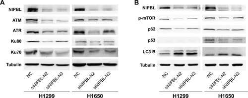 Figure 2 Knockdown of NIPBL influences key molecules in the DNA repair and autophagy pathway.