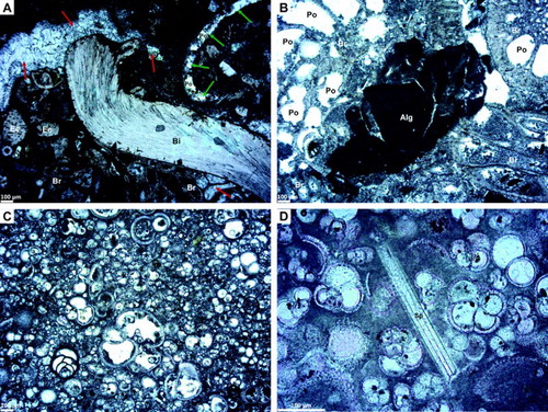Figure 9. Thin sections of typical Neogene limestones. All samples have been stained to reveal calcite; all images in plane-polarised light. A, Bioclasts comprise echinoderm (Ec), bryozoan (Br) and bivalve (Bi) material. Intra- and interparticle porosity may be filled with fine to coarse sparry calcite (red arrows). A mould, probably of a bivalve, is partially filled with smaller sparry calcite crystals (green arrows) but still retains some porosity (Po). Note that some of the matrix is micritic in this view, although this is not the case elsewhere in the section. A solitary, angular quartz grain is also present. Measured porosity is in the range 6.4–23.5% and probably results from a mixture of intra-particle and dissolution pores. High permeability (580 mD) probably reflects local connectivity between dissolution pores. Packed biomicrite. Sample P83364, southwestern side of the South Maria Ridge. B, Bryozoa (Br) with common intra-particle porosity (Po) and a large fragment of algal material (Alg). Poorly washed biosparite. Sample P83202, Wanganella Scarp. C, Abundant clast-supported planktic foraminifera with scattered benthic foraminifera in a packed biomicrite. Foraminiferal chambers are commonly empty. Sample P83253, West Norfolk Ridge. D, Packed biomicrites displaying matrix- to clast-supported planktic foraminifera plus a solitary sponge spicule (Sp). Sample P83257, West Norfolk Ridge.