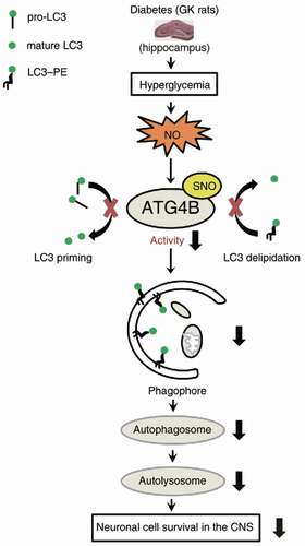 Figure 3. A diagrammatic illustration of the neuronal cell loss that can result from autophagy suppression. The hyperglycemia in diabetic GK rats causes increased nitric oxide (NO) level in the hippocampus, so the autophagy-regulator protein (ATG4B) undergoes S-nitrosation (SNO). This results in compromising the enzyme activity of the precursors and deconjugating members of the Atg8-family, preventing the phagophore expansion and the formation of autophagosomes and autolysosomes [Citation33].