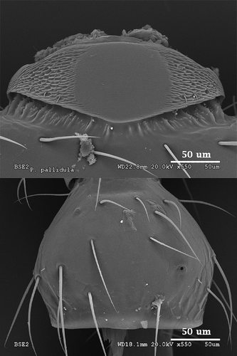 Figure 6. Scanning electron microscopy photographs of the stridulatory organs of Pheidole pallidula (above) and detail of the plectrum (below).
