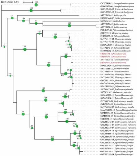 Figure 5. Phylogenetic tree of Heleomyzidae family. Neighbour joining method analysis of 563 bp sequence of the COI gene. The green spots and the number at each node indicate the bootstrap support. Sequences from this study are reported in red.