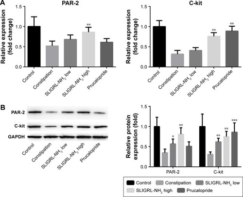 Figure 1 Effect of SLIGRL-NH2 on the expression of PAR-2 and c-kit in colons of loperamide-induced constipated rats.