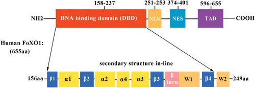 Figure 1 Schematic diagram of human FoXO1 domain alignment and secondary structure. The residue numbers are shown for each FoXO1 domain.