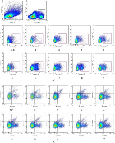 Figure 4. The rate of Th17 and Treg cells on flow cytometry. (A) The total splenic lymphocytes were gated, chose the CD4+ T cell in it. Based on the CD4+ T cell, chose the IL17+ cells (Th17 cells: CD4 + IL17+ cells) with a rectangular gate among each group. (B) The total splenic lymphocytes were gated, chose the CD4+ CD25+ T cells in it. Then, choosing the Foxp3+ cells regarded as Treg cells (CD4+CD25+Foxp3+ cells) from CD4+ CD25+ T cells with rectangular gate among each group.