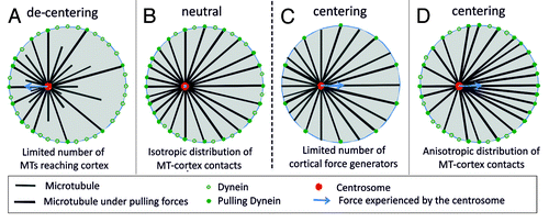 Figure 2. Scenario’s for pulling-based centering of MTOCs. (A) Dynamic MTs lead to a length distribution of MTs that favors contacts with nearby boundaries. This leads to a net pulling force away from the center when all cortical contacts generate a pulling force (decentering). (B) When all MTs reach the boundaries, the net pulling force is zero (neutral) independent of the position of the MTOC in the confining space. (C) If only a limited number of cortical contacts generate a pulling force, the net pulling force is directed toward the center (centering). (D) When slipping of MTs along the boundaries of the confining space leads to an anisotropic distribution of MTs, the net pulling force is directed toward the center even when all cortical contacts generate a pulling force (centering).