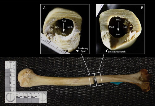 Figure 5. Left humerus, posterior view. Inset A: proximal kerf wall. Inset B: distal kerf wall; arrows indicate direction of blade progress.