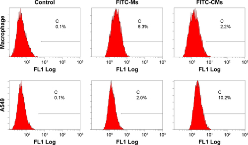 Figure S3 Quantitative flow-cytometry analysis of bone-marrow macrophage cells and A549 cells at 4 hours after incubation with FITC-Ms and FITC-CMs.Abbreviations: FITC-Ms, fluorescein isothiocyanate-loaded monomethoxy(polyethylene glycol)-block-poly(d,l-lactide) micelles; CMs, sodium cholate and monomethoxy (polyethylene glycol)-block-poly(d,l-lactide) micelles.