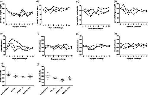 Figure 6. Effect of pulmonary vaccination on clinical symptoms after live influenza virus challenge. Upon vaccination and homologous live virus challenge, cotton rats were followed for 10 days for assessment of weight loss (a) Inulin (Pul-Pow), (b) WIV (i.m.), (c) WIV (Pul-Liq), and (d) WIV (Pul-Pow). Also, change in the BF was evaluated for all the animals that were followed (e) Inulin (Pul-Pow), (f) WIV (i.m.), (g) WIV (Pul-Liq), and (h) WIV (Pul-Pow). Day wise BF was plotted for (i) day 1 and (j) day 2 post challenge for animals in each group. Data [(i),( j)] are presented as average ± standard error of the mean . For a to h, each line represents 1 animal. For each figure, •: animal 1; ▪: animal 2; ▴: animal 3. For i and j [n = 3 for inulin (Pul-Pow) (•), n = 3 for WIV (i.m.) (▪), n = 3 for WIV (Pul-Liq) (▴), and n = 3 for WIV (Pul-Pow)(▾)].