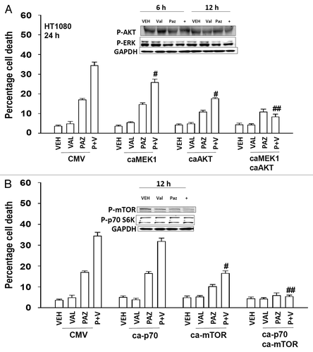 Figure 8. Expression of activated AKT and MEK1 suppresses the toxicity of pazopanib and valproate. (A) HT1080 cells were infected (50 min.o.i.) with empty vector control virus (CMV) or with viruses to express activated MEK1 (caMEK1), activated AKT (caAKT), or caMEK1 and caAKT together. Twenty-four hours after infection cells were treated with vehicle (DMSO), pazopanib (PAZ, 5.0 μM), and valproate (VAL, 500 μM). Cells were isolated 24 h after exposure and viability determined by trypan blue exclusion (n = 3, ± SEM) #P < less than corresponding value in CMV infected cells; ##P < less than corresponding value in caAKT infected cells. (B) HT1080 cells were transfected with empty vector plasmid (CMV), with a plasmid to express activated p70 S6K (ca-p70), with a plasmid to express activated mTOR (ca-mTOR) or with both plasmids together. Twenty-four hours after infection cells were treated with vehicle (DMSO), pazopanib (PAZ, 5.0 μM), and valproate (VAL, 500 μM). Cells were isolated 24 h after exposure and viability determined by trypan blue exclusion (n = 3, ± SEM) #P < less than corresponding value in CMV transfected cells; ##P < less than corresponding value in ca-mTOR transfected cells.