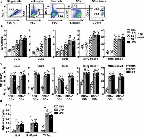 Figure 2. CFP promotes the activation of splenic DCs in mice. C57BL/6 mice were intraperitoneally injected with the indicated doses of CFP. The mice were intraperitoneally injected with 1 mg/kg LPS as a positive control. Six hours after treatment, the spleen was harvested and the activation of splenic DCs was analyzed by flow cytometry. (a) Strategy of spleen DC analysis by flow cytometry. Spleen DCs were defined as CD11c+ lineage− cells among live leukocytes. (b) MFI of co-stimulator and MHC class I and II. (c) MFI of co-stimulator and MHC class I and II in CD8α+ and CD8α− DCs. (d) Serum concentrations of pro-inflammatory cytokines measured by ELISA. Data are the average of six independent samples (two independent experiments performed with n = 3/group). A significant difference from the PBS control group compared to CFP-treated group is indicated by *p < .05, **p < 0.01.