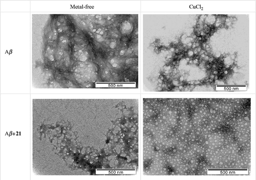 Figure 6. TEM images of Aβ aggregation inhibition performed with samples incubated (37 °C) for 24 h. Experimental conditions: [Aβ1–42] = [CuCl2] = 25 μM; [21] = 50 μM; pH = 6.6.