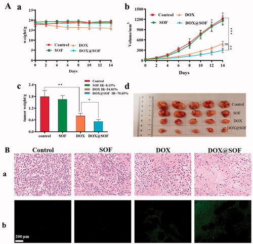 Figure 6. DOX@SOF against the tumor model of BALB/c nude mice. (A) The body weight curve (a), the tumor volume changes in different groups (b), the excised tumor tissues from all groups (c), and the tumor image in different groups (d). (B) The tumor tissue section after different treatment. The image stained by (a) HE (×200), (b) TUNEL (×200) (mean ± SD, n = 5, *p<.05, **p<.01, ***p<.001).