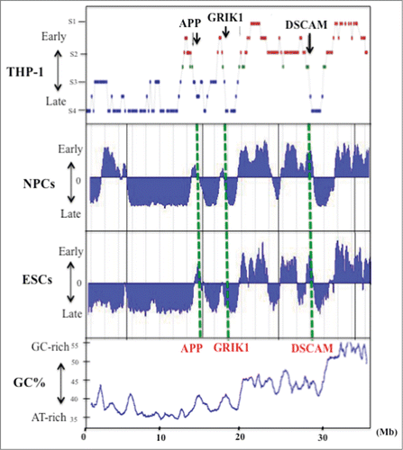 Figure 1. GC% distribution and DNA replication timing of human chromosome 21q in the THP-1 cell line, and in NPCs and ESCs. Replication timing in chromosome 21q in THP-1 cells (data from Watanabe et al. 2002), NPCs and ESCs. The latter data were obtained by analysis of information held on ReplicationDomain (http://www.replicationdomain.com). The “y” axis on each graph indicates the estimated numerical value for DNA replication timing obtained from ReplicationDomain. The value “0” indicates medium replication timing. The upper horizontal line and the bottom horizontal line of each graph indicate the value of 2.4 (very early replication timing) and -2.4 (very late replication timing), respectively. The “x” axis indicates genomic position of the gene. The positions of 3 genes (APP, GRIK1 and DSCAM) are indicated by the green dotted lines. The bottom panel shows GC% distribution along chromosome 21q.