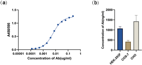 Figure 2. In vitro expression of mRNA-B9-hFc. (a) BHc binding activity of the antibodies by ELISA. The concentration of the antigen was 2 μg/mL, while the initial concentration of recombinant B9-hFc protein was set at 0.25 μg/mL. (b) B9-hFc concentrations in mRNA-transfected cell lines. Determine the antibody concentration in the cell supernatant by using the standard curve and the OD450nm/595 nm value of the sample well.