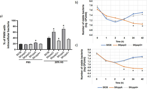 Figure 2. Effects of pepO and cppA on S. sanguinis susceptibility to phagocytosis by PMN and persistence in human blood. Mutants of pepO (SKpepO) and cppA (SKcppA) were compared to SK36 and the respective complemented strains (+). a) Phagocytosis by PMN isolated from blood were assessed by flow cytometry after incubation with FITC-labelled strains in the absence (PBS) or presence of 20% human serum (HS). Asterisks indicate significant differences in relation to SK36 at the same condition (Kruskal-Wallis with post hoc Dunn’s test; *p < 0.05). b) Comparisons of bacterial counts (log UFC/ml) in blood suspensions. Initial counts (time 0) were determined just after bacterial suspension in human blood. Asterisks indicate significant differences in bacterial counts in relation to SK36 at each time point. Kruskal–Wallis with post hoc Dunn’s test (p < 0.05).