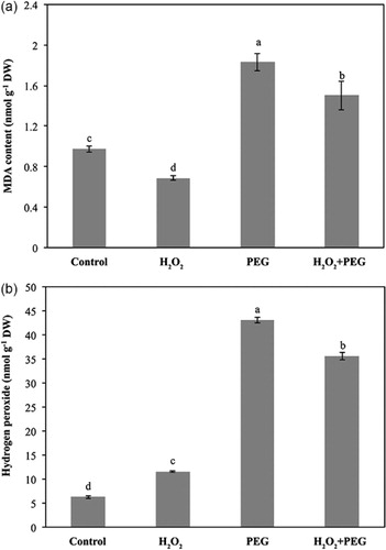 Figure 2. Effect of exogenous H2O2 on lipid peroxidation (a) and endogenous H2O2 content (b) in the leaves of detached maize seedlings under osmotic stress conditions.