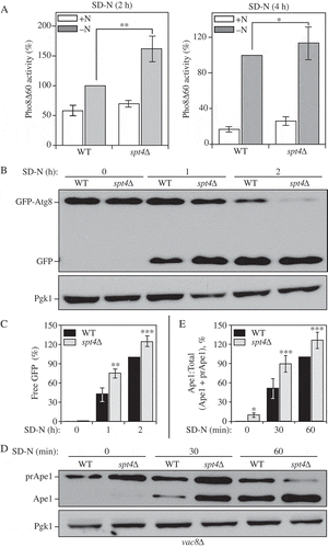 Figure 2. Spt4 negatively regulates autophagy activity. (A) Autophagy activity was measured with the quantitative Pho8∆60 assay in WT (JMY347) and spt4∆ (WXY131) cells under growing conditions (+N) and after 2 or 4 h of nitrogen starvation (-N). Error bars represent the SEM of at least 3 independent experiments. *, p < 0.05; **, p < 0.01. (B-C) Autophagy activity was measured using the GFP-Atg8 processing assay. Wild-type (WXY112) and spt4∆ cells (WXY113) with CUP1 promoter-driven GFP-ATG8 were grown to mid-log phase in YPD and then starved (SD-N) for the indicated times. Samples from growing (YPD, 0 h) and starvation (SD-N, t = 1–2 h) conditions were collected. Proteins were analyzed by western blot with anti-YFP antibody and anti-Pgk1 (loading control) antiserum. The quantitative analysis of processed GFP is shown in (C), and the error bar represents the SEM of 3 independent experiments. The processed GFP after 2 h of starvation was set as 1, and other values were normalized. *, p < 0.05; **, p < 0.01. (D-E) Wild-type (WXY121) and spt4∆ (WXY122) cells with a deletion of VAC8 were collected in both growing (YPD) and starvation (SD-N, t = 30–60 min) conditions. The precursor (pr) and mature forms of Ape1 were separated by SDS-PAGE and detected with anti-Ape1 antiserum by western blot. Pgk1 was used as a loading control. The ratio of processed Ape1 was quantified in (E), and the error bar represents the SEM of 3 independent experiments. The maturation of prApe1 after 60 min of starvation has been set as 1, and other values were normalized. *, p < 0.05; ***, p < 0.005.