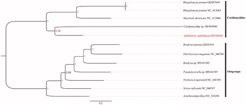 Figure 1. Phylogenetic analysis of Aphidoletes aphidimyza based on the 1st and 2nd codon positions of 13 PCGs. (Numbers at nodes are bootstrap values. The GenBank accession number for each species is listed after the scientific name).