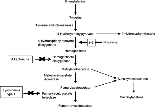 Figure 1 Tyrosine metabolism and nitisinone.