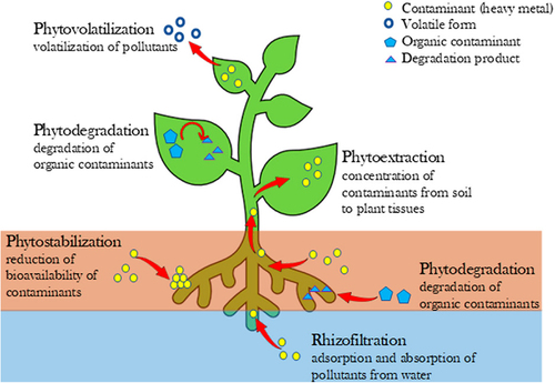 Figure 8. Schematic representation of different phytoremediation approaches by plants under study.Citation179