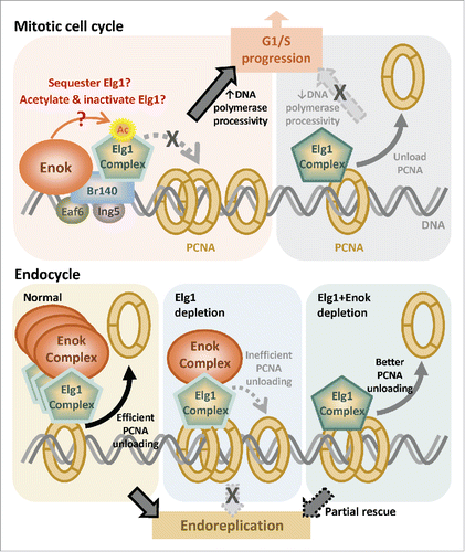 Figure 1. Model of regulation of mitotic cell cycle and endocycle by Enok. Top: The Enok complex interacts with the Elg1 complex and inhibits its PCNA-unloading function to promote the G1/S progression. Speculated underlying mechanisms include sequestration and acetylation of Elg1 by the Enok complex (left). In the absence of Enok, the hyperactive Elg1 complex unloads PCNA from chromatin promiscuously, resulting in G1/S transition delay (right). Bottom: Normal endoreplication in nurse cells depends on efficient PCNA-unloading by the Elg1 complex (left). When the levels of Elg1 is reduced, inefficient PCNA-unloading caused defects in nurse cell endoreplication (middle). Depletion of Enok in Elg1-depleted nurse cells increases the activity of the remaining Elg1 and partially rescues the defective endoreplication (Right).