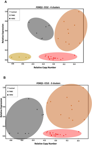 Figure 5 FOXQ1 expression is independent of its CNV in BC cell lines. (A) unsupervised and (B) supervised K-means clustering analyses show different clusters of BC cell lines that have similar ranges of CNV but different FOXQ1 expression (the orange cluster vs the red cluster). Unsupervised clustering identified an extra cluster in BC cell lines compared to supervised clustering (the olive cluster, lower left).