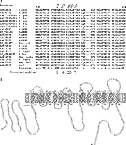 Figure 1.  (A) Identification of the conserved sequence 379NXX[S/T]HX[S/T]QDXXXT391 (numbering refers to Jen1p) in the lactate/pyruvate:H+ symporter subfamily (TC#2.A.1.12.2). Multiple sequence alignment of Jen1p homologues available in the databases and the E. coli sialate transporter (NanT) was build by the Multalin (INRA) bioinformatics tool. (http://prodes.toulouse.inra.fr/multalin/multalin.html) (Corpet, Citation1988). (B) Predicted topology of Jen1p, built by the TMHMM software (http://www.cbs.dtu.dk/services/TMHMM-2.0/), with the location of the identified motif highlighted. The protein topology shown is composed of 12 transmembrane helices and cytoplasmic N- and C-tails.