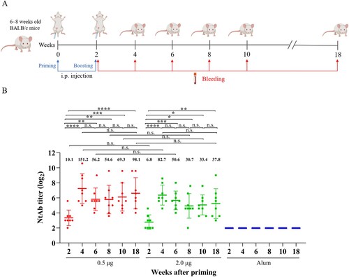 Figure 2. Humoral immune response and persistence of the inactivated CV-A10 vaccine. (A) The animal experiment was performed following the procedures explained in the schematic diagram. Groups of 6∼8 weeks old BALB/c mice were injected intraperitoneally with the inactivated CV-A10 vaccine on weeks 0 and 2 at doses of 0.5 or 2.0 μg per mouse (n = 8 per group). Control group was inoculated with Alum. Bleeding was performed on weeks 2, 4, 6, 8, 10 and 18, and the in vitro neutralizing antibody (NtAb) assay of the sera were performed. (B) NtAb levels were presented as the geometric mean titre (GMT) ± the standard error of the mean (SEM). Each symbol represented a mouse and the solid line indicated the GMT of the group. The bold numbers above the symbols represented the GMT of each group. NtAb titres below 8 were assigned to 2 for the convenience of presentation. One-way ANOVA was used for analysis of statistical significance: n.s., not significant (P ≥ 0.05); *, 0.01 ≤ P < 0.05; **, P < 0.01; ***, P < 0.001 and ****, P < 0.0001.