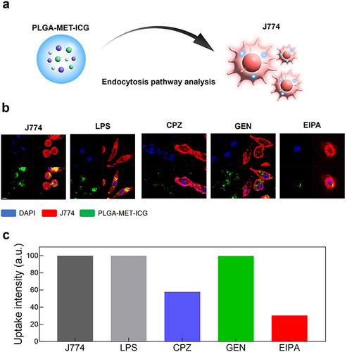 Figure 2 Analysis of the uptake of PLGA-DiO in J774 cells. (a) Schematic representation of the investigation of endocytic pathway associated with PLGA-MET-ICG in J774 cells. (b) Live cell imaging illustrating the uptake of PLGA-DiO in J774 cells stimulated by 50 ng/mL of LPS. Macrophage cells were incubated with three different types of uptake inhibitors, EIPA (macropinocytosis), GEN (caveolae-mediated endocytosis), and CPZ (clathrin-mediated endocytosis). The treatment with EIPA and CPZ influenced the uptake of PLGA-DiO, whereas GEN had no effect on the intracellular localization of the nanoparticle. (c) Quantification of FACS results. Scale bar = 20 μm.