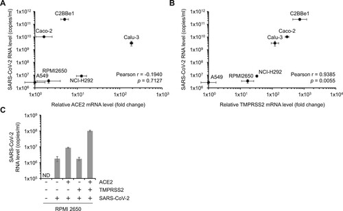 Figure 2. TMPRSS2 exploits ACE2-mediated SARS-CoV-2 dissemination. (A, B) The levels of SARS-CoV-2 titer and viral receptor expression were compared in various human epithelial cell lines. Viral RNA levels were plotted against relative mRNA levels of ACE2 (A) or TMPRSS2 (B). Relative ACE2 or TMPRSS2 mRNA levels represent the fold changes in the indicated mRNA level of each cell compared to A549 cells. Pearson coefficients (r) and p-values (p) were calculated as described in the materials and methods section. (C) ACE2 and TMPRSS2 were ectopically expressed in RPMI 2650 cells by transient transfection of ACE2 or TMPRSS2 expressing plasmids. After 24 h, the cells were infected with 1 MOI of SARS-CoV-2. Viral RNA levels in the media collected at 48 dpi were determined. ND, not detected.