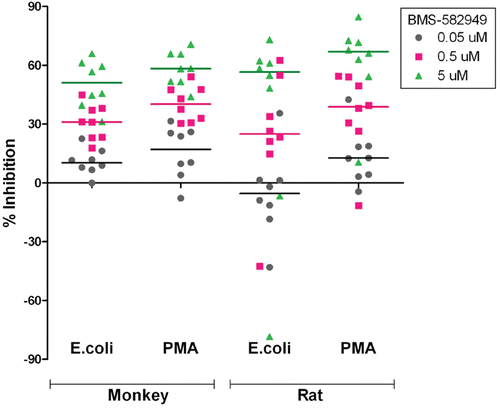 Figure 6.  Effects of BMS-582949 on respiratory burst function in monkey and rat neutrophils in vitro. n = 8 (four/sex) per stimulation condition and per species (x-axis). Data are presented as percent inhibition of stimulated respiratory burst in vehicle-control samples independently calculated for each animal (y-axis). Triplicate MFI values were averaged for each parameter per assay prior to percent inhibition calculation. Each individual monkey data point is a median of three independent assays. Each individual rat data point represents a single assessment per rat. Color-coded bars represent the median of the individual data per BMS-582949 treatment concentration.