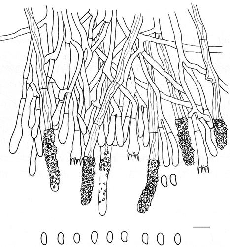Figure 30. Microscopic structures of Phanerochaetella austrosinensis (holotype). Scale bar: 10 μm.