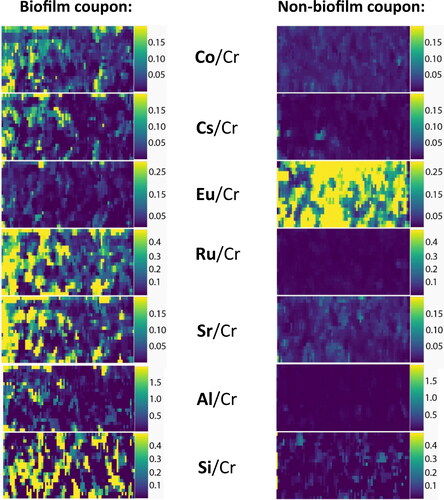 Figure 6. LA-ICP-MS elemental maps (80 x 40 µm) of Co, Cs, Eu, Ru, Sr, Al and Si on the surface of the biofilm and non-biofilm coupons. The intensities are normalised to the Cr detected as it was consistent across the biofilm and non-biofilm systems.