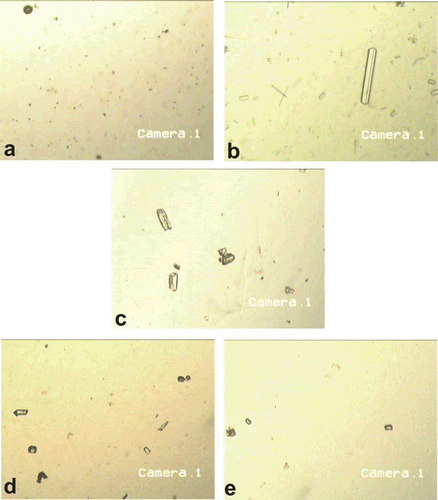 Figure 1.  Microscopic examination (×50) of urine excreted by (a) the control rats, (b) rats receiving EG 0.75% only, (c) rats receiving EG 0.75% and treated with cystone, (d) rats receiving EG 0.75% and AqE of B. ceiba fruit, and (e) rats receiving EG 0.75% and EtE of B. ceiba fruit.