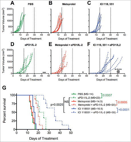 Figure 3. β2AR-selective blockade improves immunotherapy against melanoma. Mice were treated as indicated in Figure 2 with (A) PBS control, (B) Metoprolol (β1AR selective antagonist), (C) ICI 118, 551 (β2AR selective antagonist), (D) αPD-1/IL-2, (E) Metoprolol + αPD-1/IL-2, (F) ICI 118, 551 + αPD-1/IL-2. Days 15 and 30 are indicated with long- and short-dashed lines, respectively. N = 5–8/group; p values determined by mixed linear models; pairwise comparison to untreated: *** p < 0.001; pairwise comparison to same β-blocker: ˆ p < 0.05, ˆˆˆˆ p < 0.0001; pairwise comparison between immunotherapy alone and β-blocker + immunotherapy: @ p < 0.05. (G) Survival analysis. The median survival (days) is listed in parenthesis for each group. N = 5–7/group; p values determined by log rank test; NS = not significant; MS = median survival.