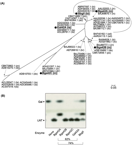 Fig. 3. Different substrate specificities of the GH42 members.
