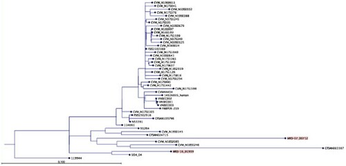 Figure 1. Phylogenetic tree showing the position of S. Infantis strains MRS-16/01939 and MRS-17/00712 compared to other S. Infantis strains (see “Methods” section for details of strains chosen for tree reconstruction).